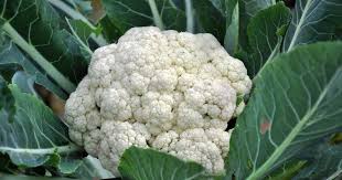 We did not find results for: How To Plant And Grow Cauliflower Gardener S Path