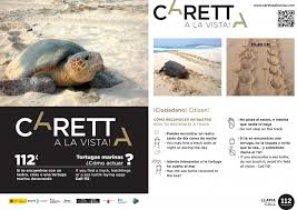 Murcia Today Span Style Color 780948 Archived Span Turtle Ahead Annual Campaign Underway As Murcia Hopes For More Baby Turtles