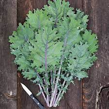Leaves have white stems with dark green leaves sporting ruffled edges. Organic Non Gmo Red Russian Kale