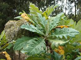Image result for Bocconia arborea