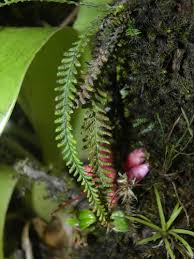 Image result for Lellingeria