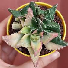 Image result for Fuirena sagittata