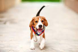 Dog Wagging Tail Behavior Revealed Dog Training Nation