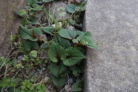 美しい花と個性的な葉を持つ雑草と共存する庭 ハハコグサ オニノゲシなど ピノ子の庭