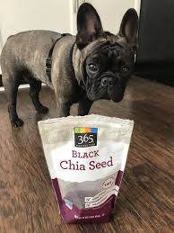 Black White And Brown French Bulldog Lola Loves Her Black Chia Seeds From 365 Whole Foods French Bulldog White French Bulldog Puppies French Bulldog Personality