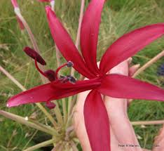 Image result for Hydrostachys polymorpha