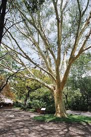 Image result for Acacia xanthophloea