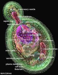 Candida Image Picture Shows Internal Structure Of A Budding Yeast Cell This Image Is 600 Pixels Across The Original Image Is 3320 Pixels Across And Laboratorio