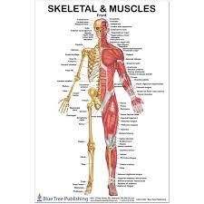 Illustrations of gross anatomy and molecular structure of bones and muscle tissue, musculoskeletal conditions, diseases and sport injuries, and many more. Skeletal And Muscles Front Regular Poster