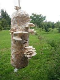 If you are based in scotland and looking for a contemporary style garden room, you'll want to check out the work of the outdoor building group. 60 Asena Jero Fungi Ideas Stuffed Mushrooms Fungi Mushroom Fungi