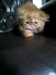 Untuk hal ini tentu membutuhkan waktu. Jual Kucing On Twitter Persia Medium 2 Bulan 800k Http T Co Szrkl8co18