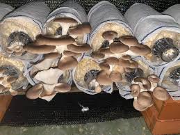 Cara tanam bawang putih yang simpel serta masa tanam bawang putih yang singkat, membuat praktik ini semoga tips dan cara tanam bawang putih di atas tadi dapat kamu praktikkan di rumah ya. Ingat Susah Tanam Cendawan Tiram Rupanya Mudah Sangat Ni Kena Tahu Keluarga