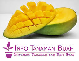 get quote call now get directions. Jual Bibit Mangga Harummanis Info Tanaman Buah