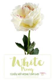 White flowers images and names. Luxury 55 Of White Wedding Flowers Names And Pictures Phenterminecodormastercardpjq
