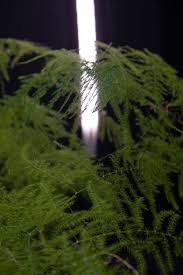 Maybe you would like to learn more about one of these? Halo Light Planter