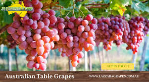 Australian Table Grapes In 2020 Grapes Grapes Benefits Red Grapes