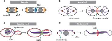 The process of mitosis (cell division) is explained. Systems And Synthetic Biology Approaches To Cell Division Springerlink