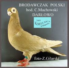 Keptalalat A Kovetkezore Brodawczak Kus