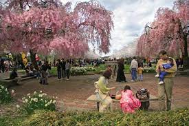 Uwishunu The Best Things To Do In Philadelphia Cherry Blossom Festival Cherry Blossom Season Things To Do In Philadelphia
