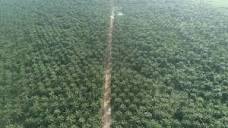 Akwa Ibom commences reactivation of 3,000 hectare palm plantation ...