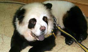 10 Peculiar Pet Grooming Trends Panda Dog Dog Grooming Extreme Pets