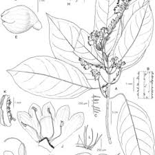 Image result for Whitfieldia brazzae