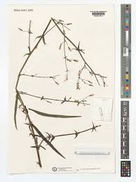 Image result for Lactuca inermis