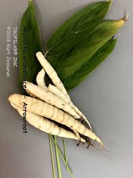 Image result for Maranta arundinacea