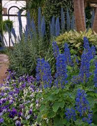 Image result for Coleus thyrsoideus