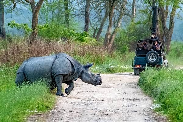 Kaziranga Eco-Sensitive Zone To Be Reduced To 1 Km? Why Conservationists  Are Concerned