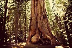 Maybe you would like to learn more about one of these? Visit Visalia Gateway To Sequoia And Kings Canyon National Parks Picture Of Visalia California Tripadvisor