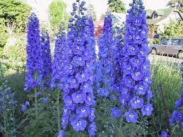 We did not find results for: Terms We Still Need To Explain Landscape Ontario