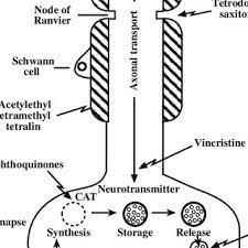 Pdf Neurotoxicity