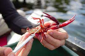 How One Scientist Enlisted A Lakeside Community To Study And Eat Invasive Crayfish Crosscut
