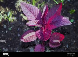 Image result for Amaranthaceae