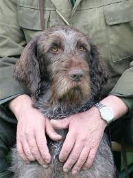 Image result for německý ohař drátosrstý stavba těla