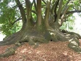 Image result for Phytolacca dioica