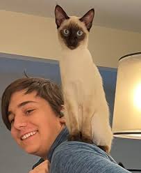 Meet Lucie (short for Lucifer due to her horns 😁) she's a Khao Manee, and  she's now about six months old, looks stunning and doing very well 👌this  picture was about an