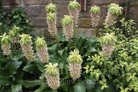 Image result for Eucomis zambesiaca