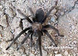 Spiders And Scorpions Wild Aware Utah