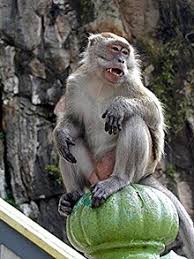 monkey - Wiktionary, the free dictionary