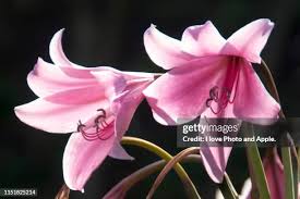 Image result for Crinum buphanoides