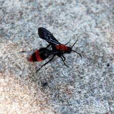 Black And White Insect With Stinger Velvet Ants I E Wasps Ants Wasp Types Of Bees