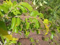 Image result for Parinari excelsa