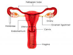Ninja nerds,in this video we discuss the various components of the female reproductive system anatomy, through the use of a model. The Reproductive System Loma Linda University Fertility