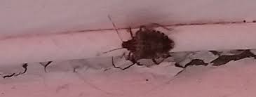 The brown marmorated stink bug is difficult to manage on commercial crops (kuhar and kamminga 2017). Brown Marmorated Stink Bug Pest Control Canada