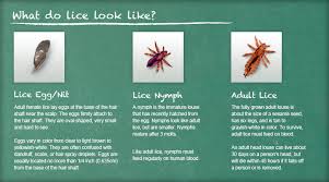 Image result for lice vs nits