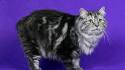 Cymric Cat Breed Information, Pictures, Characteristics ...
