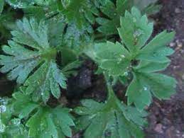 It is thought that it was introduced by the. Weed Identification