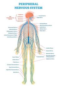 Multiple sclerosis (ms) is a potentially disabling disease of the brain and spinal cord (central nervous system). Spinal Cord Anatomy Free Vector Eps Cdr Ai Svg Vector Illustration Graphic Art